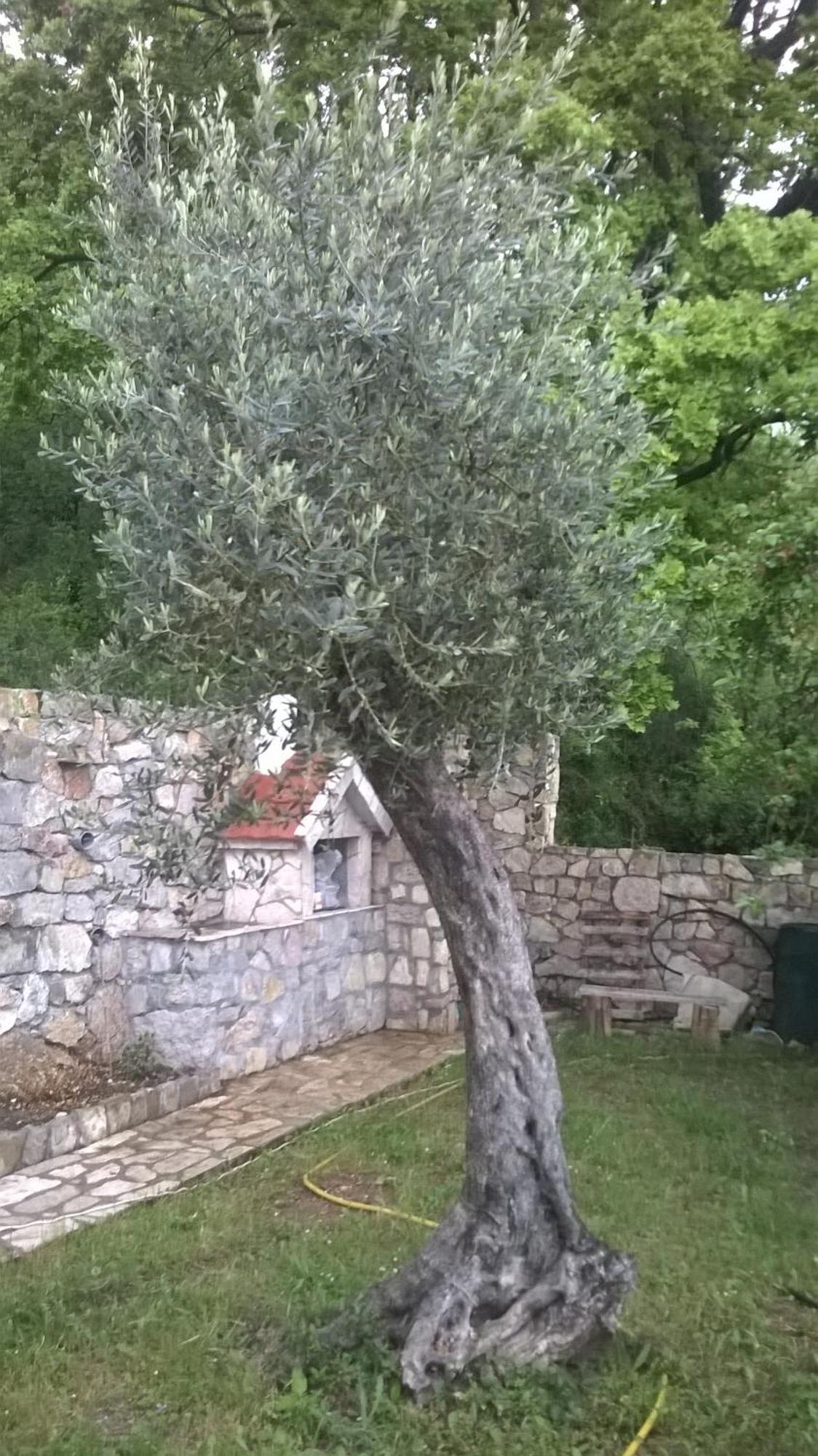 House Stijepovic Villa Petrovac Kamer foto